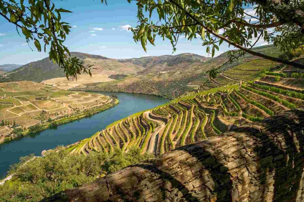 Terraced vineyards overlooking the Douro River in Portugal's Douro Valley